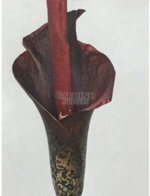AMORPHOPHALLUS KONJAC - Devil's Tongue - Purple Voodoo Lily
