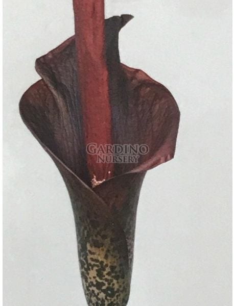 Amorphophallus konjac Devil's Tongue Purple Voodoo Lily (4″ pot) – Gardino Nursery