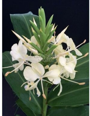 HEDYCHIUM FLAVESCENS - Yellow Butterfly Ginger