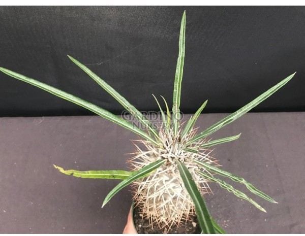 PACHYPODIUM GEAYI - Madagascar Palm