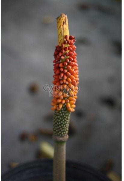 AMORPHOPHALLUS PAEONIIFOLIUS - Elephant Foot Yam
