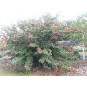 CALLIANDRA HAEMATOCEPHALA - Red Powder Puff