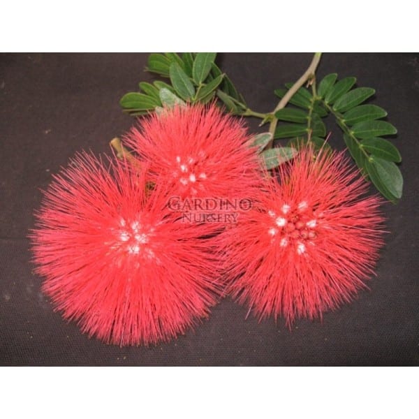 Calliandra haematocephala – Red Powder Puff (4″ pot) – Gardino Nursery
