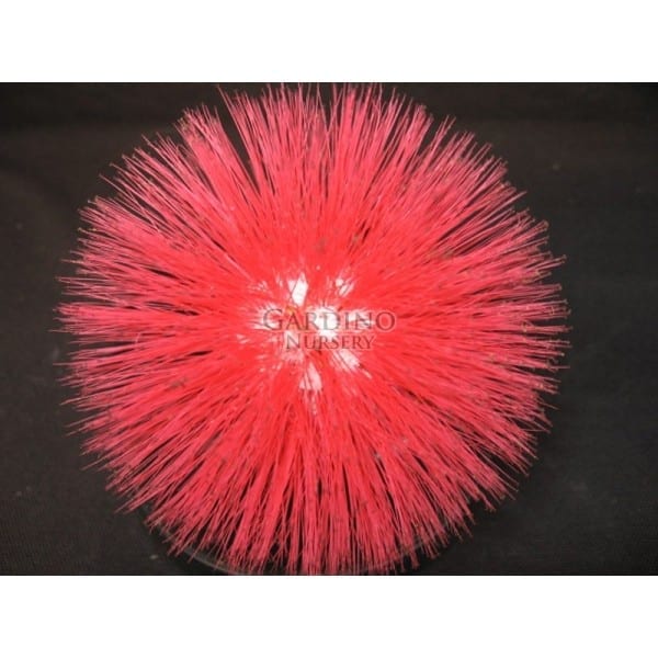 Calliandra haematocephala – Red Powder Puff (4″ pot) – Gardino Nursery