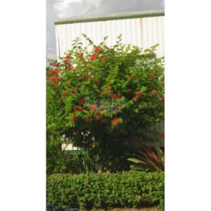 CALLIANDRA HAEMATOCEPHALA - Red Powder Puff