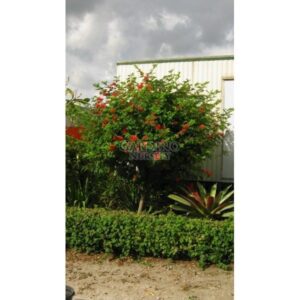 CALLIANDRA HAEMATOCEPHALA - Red Powder Puff