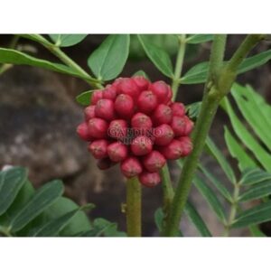 CALLIANDRA HAEMATOCEPHALA - Red Powder Puff