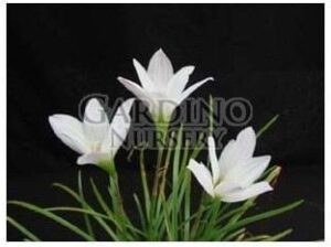 ZEPHYRANTHES SP. WHITE - Rain Lily