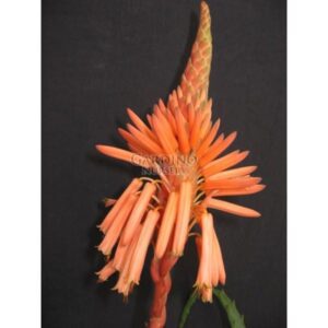 ALOE ARBORESCENS - Candelabra Plant - Octopus Plant - Krantz Aloe