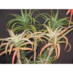 ALOE ARBORESCENS - Candelabra Plant - Octopus Plant - Krantz Aloe