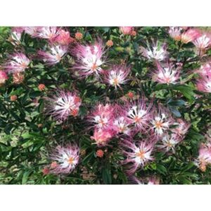 CALLIANDRA SCHULTZEI 'ROSE CASCADE' - Pink Powder Puff