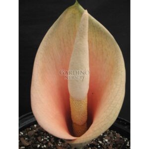 AMORPHOPHALLUS BULBIFER - Voodoo Lily