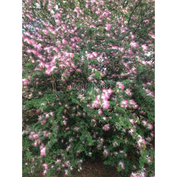 CALLIANDRA BREVIPES 'PINK LILIAN' - Brazilian Pink Powder Puff