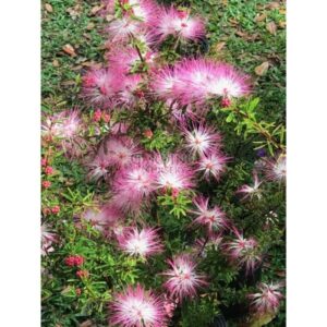 CALLIANDRA BREVIPES 'PINK LILIAN' - Brazilian Pink Powder Puff