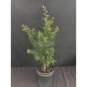 CALLIANDRA BREVIPES 'PINK LILIAN' - Brazilian Pink Powder Puff