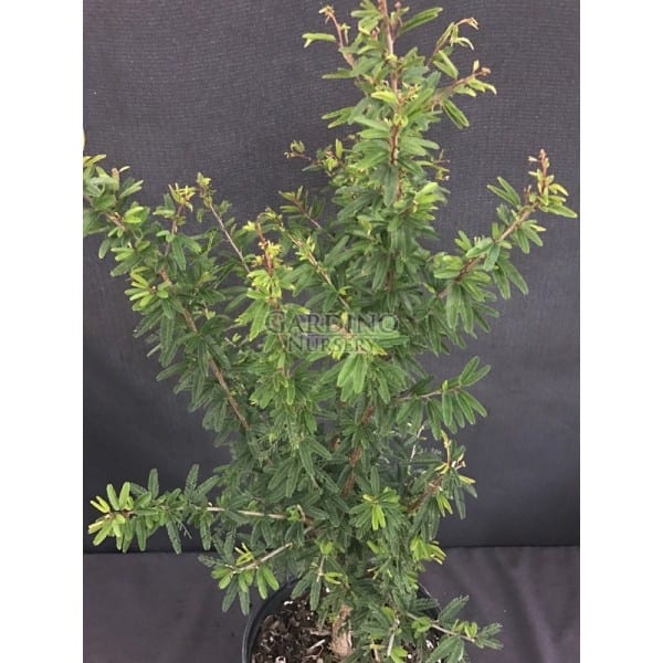 CALLIANDRA BREVIPES 'PINK LILIAN' - Brazilian Pink Powder Puff