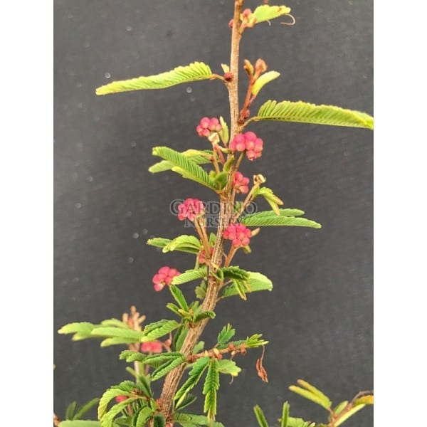 Calliandra brevipes 'Pink Lilian' – Brazilian Pink Powder Puff (6″ pot) –  Gardino Nursery