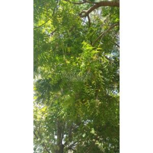 AZADIRACHTA INDICA - Neem Tree