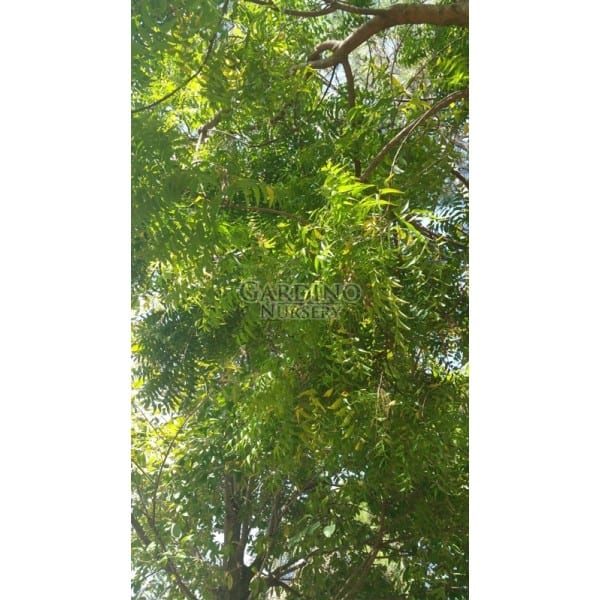 Azadirachta Indica Neem Tree 4 Pot Gardino Nursery