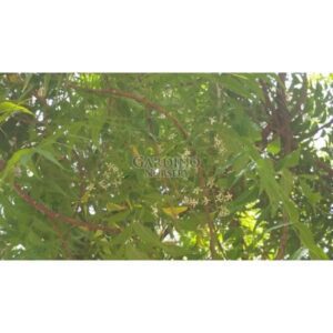 AZADIRACHTA INDICA - Neem Tree