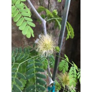 CHLOROLEUCON TORTUM - Brazilian Rain tree