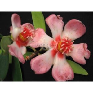 CLUSIA ORTHONEURA - Porcelain Flower - Pink Clusia