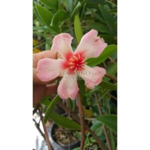 CLUSIA ORTHONEURA - Porcelain Flower - Pink Clusia