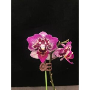 PHALAENOPSIS FORMOSA CRANBERRY 'WILSON' - Miniature Moth Orchid