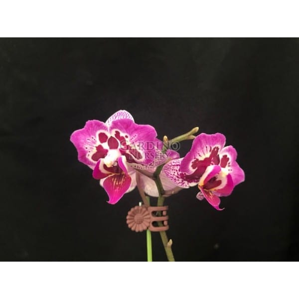 PHALAENOPSIS FORMOSA CRANBERRY 'WILSON' - Miniature Moth Orchid