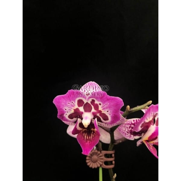 PHALAENOPSIS FORMOSA CRANBERRY 'WILSON' - Miniature Moth Orchid