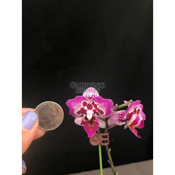 PHALAENOPSIS FORMOSA CRANBERRY 'WILSON' - Miniature Moth Orchid