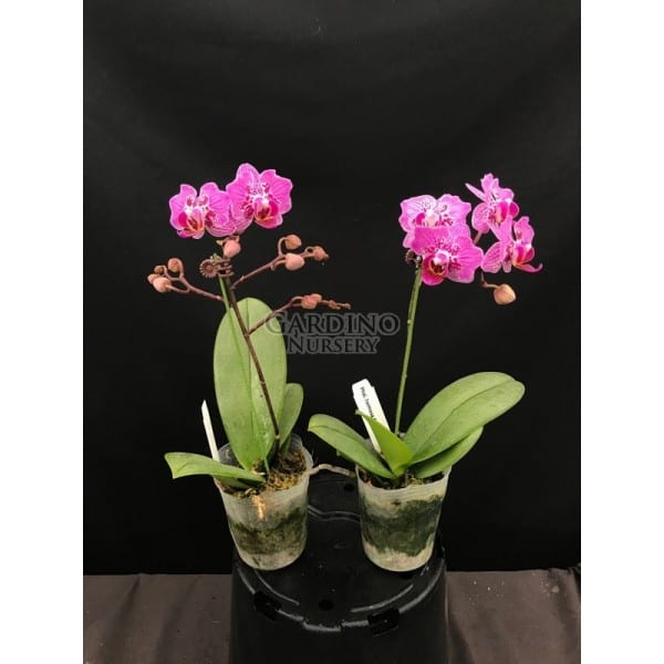 PHALAENOPSIS FORMOSA CRANBERRY 'WILSON' - Miniature Moth Orchid