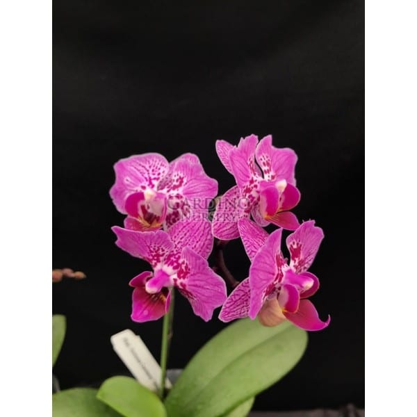 PHALAENOPSIS FORMOSA CRANBERRY 'WILSON' - Miniature Moth Orchid