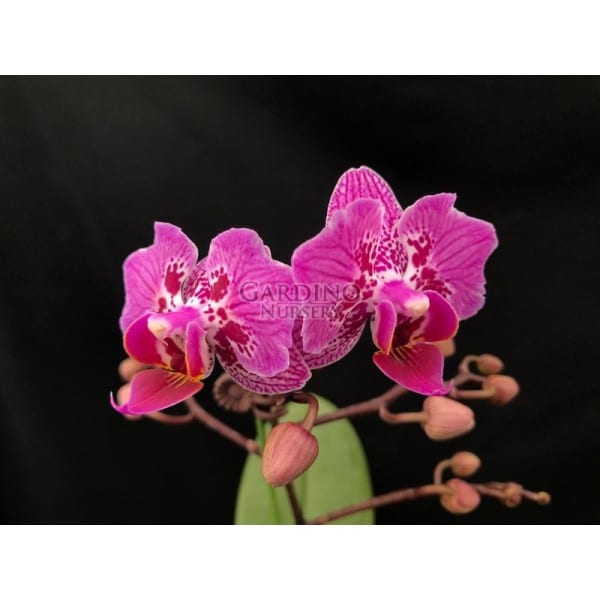 PHALAENOPSIS FORMOSA CRANBERRY 'WILSON' - Miniature Moth Orchid