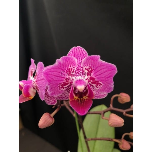PHALAENOPSIS FORMOSA CRANBERRY 'WILSON' - Miniature Moth Orchid