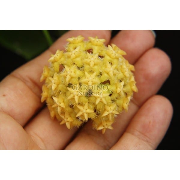 HOYA MINDORENSIS 'SOLID YELLOW'