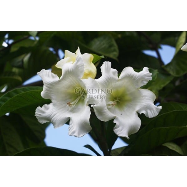 BEAUMONTIA MURTONII - Easter Lily Vine - Herald's Trumpet Vine