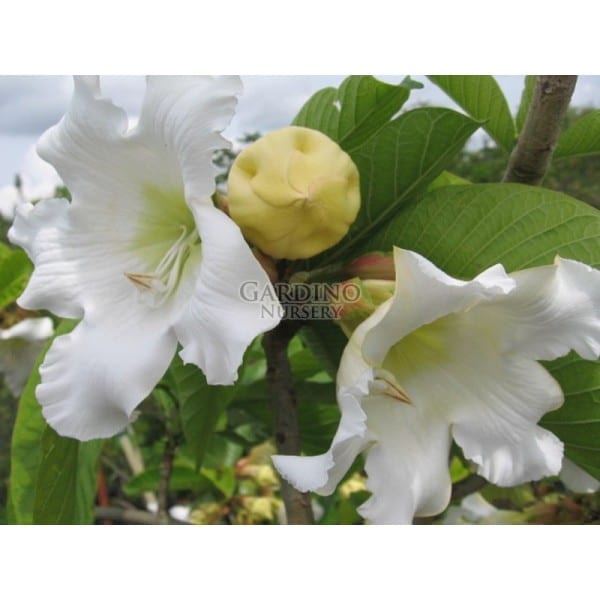 BEAUMONTIA MURTONII - Easter Lily Vine - Herald's Trumpet Vine