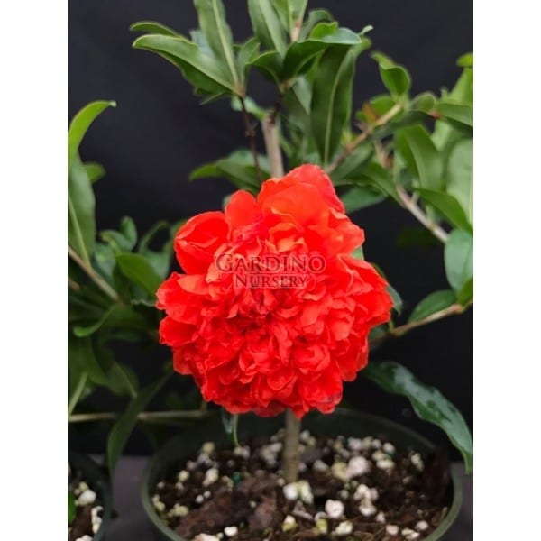 PUNICA GRANATUM 'NOCHI SHIBARI' - Flowering Pomegranate
