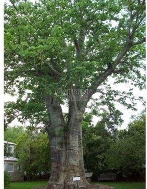 ADANSONIA DIGITATA - Baobab Tree - Upside Down Tree