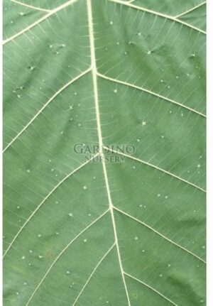 MACARANGA GRANDIFOLIA - Parasol Leaf Tree