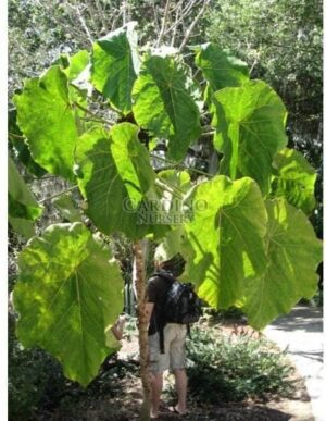 MACARANGA GRANDIFOLIA - Parasol Leaf Tree