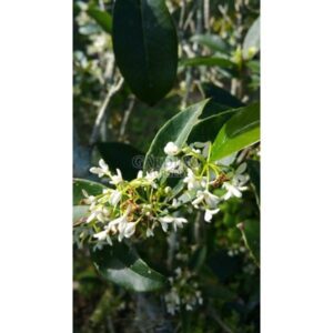 OSMANTHUS FRAGRANS - Sweet Tea Olive