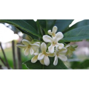 OSMANTHUS FRAGRANS - Sweet Tea Olive