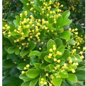 AGLAIA ODORATA - Chinese Perfume Tree - Chinese Rice Flower