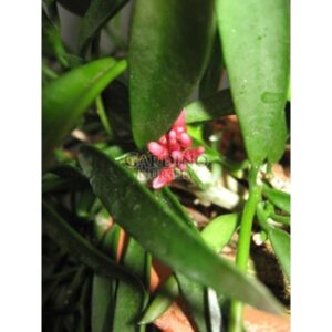 DISCHIDIOPSIS PARASITICA