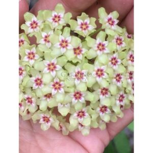 HOYA DOLICHOSPARTE