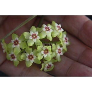 HOYA DOLICHOSPARTE