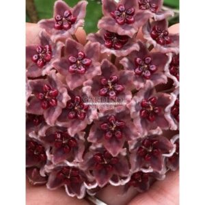 HOYA GLOBULIFERA