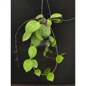 HOYA AFF. PENTAPHLEBIA